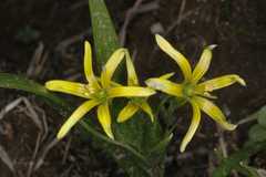 Gagea lutea